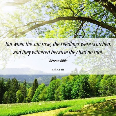 Picture 06 - Mark 4:6 BSB - But when the sun rose, the seedlings were - Bible Verse Picture