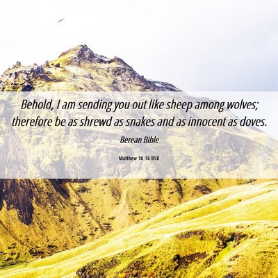 Picture 06 - Matthew 10:16 BSB - Behold, I am sending you out like sheep among - Bible Verse Picture