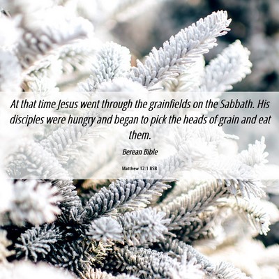 Picture 06 - Matthew 12:1 BSB - At that time Jesus went through the grainfields - Bible Verse Picture