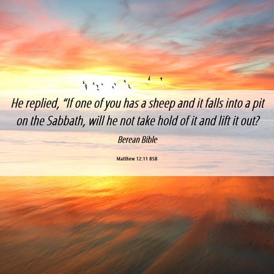 Picture 06 - Matthew 12:11 BSB - He replied, “If one of you has a sheep and it - Bible Verse Picture
