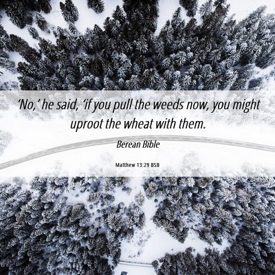 Picture 06 - Matthew 13:29 BSB - ‘No,’ he said, ‘if you pull the weeds now, - Bible Verse Picture