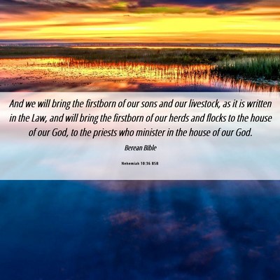 Picture 06 - Nehemiah 10:36 BSB - And we will bring the firstborn of our sons and - Bible Verse Picture