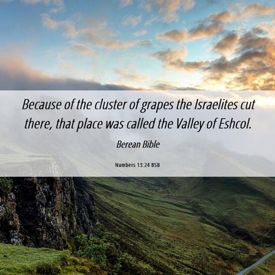 Picture 06 - Numbers 13:24 BSB - Because of the cluster of grapes the Israelites - Bible Verse Picture