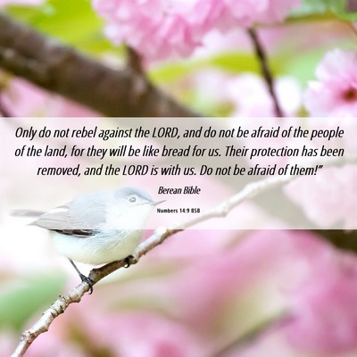 Picture 06 - Numbers 14:9 BSB - Only do not rebel against the LORD, and do not be - Bible Verse Picture