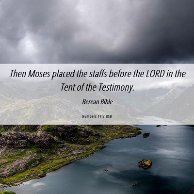 Picture 06 - Numbers 17:7 BSB - Then Moses placed the staffs before the LORD in - Bible Verse Picture