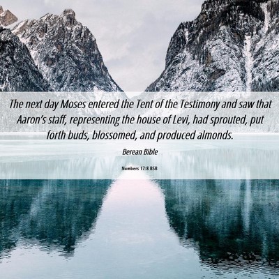 Picture 06 - Numbers 17:8 BSB - The next day Moses entered the Tent of the - Bible Verse Picture