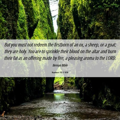 Picture 06 - Numbers 18:17 BSB - But you must not redeem the firstborn of an ox, a - Bible Verse Picture