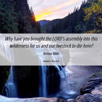 Picture 06 - Numbers 20:4 BSB - Why have you brought the LORD’s assembly into - Bible Verse Picture