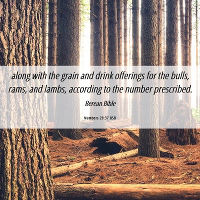 Picture 06 - Numbers 29:37 BSB - along with the grain and drink offerings for the - Bible Verse Picture