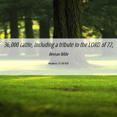 Picture 06 - Numbers 31:38 BSB - 36,000 cattle, including a tribute to the LORD of - Bible Verse Picture