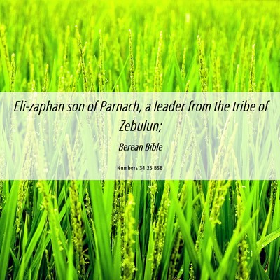 Picture 06 - Numbers 34:25 BSB - Eli-zaphan son of Parnach, a leader from the - Bible Verse Picture