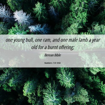 Picture 06 - Numbers 7:81 BSB - one young bull, one ram, and one male lamb a year - Bible Verse Picture