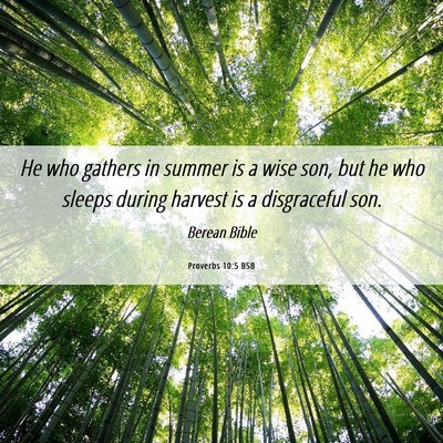 Picture 06 - Proverbs 10:5 BSB - He who gathers in summer is a wise son, but he - Bible Verse Picture