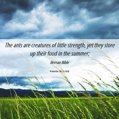 Picture 06 - Proverbs 30:25 BSB - The ants are creatures of little strength, yet - Bible Verse Picture