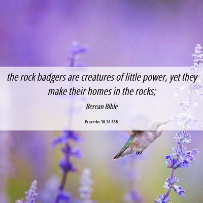 Picture 06 - Proverbs 30:26 BSB - the rock badgers are creatures of little power, - Bible Verse Picture