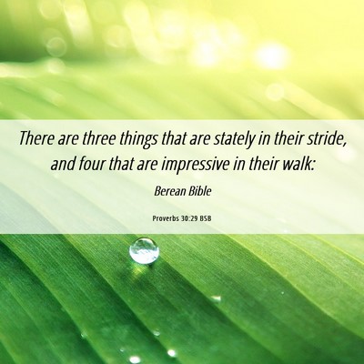 Picture 06 - Proverbs 30:29 BSB - There are three things that are stately in their - Bible Verse Picture