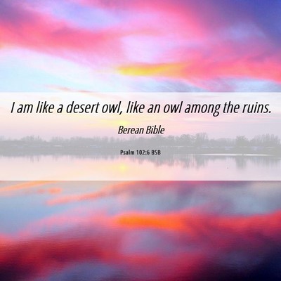 Picture 06 - Psalm 102:6 BSB - I am like a desert owl, like an owl among the - Bible Verse Picture