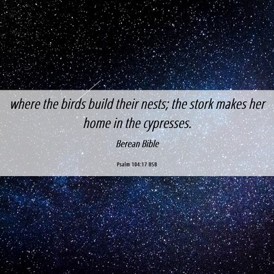 Picture 06 - Psalm 104:17 BSB - where the birds build their nests; the stork - Bible Verse Picture