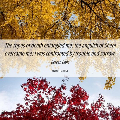 Picture 06 - Psalm 116:3 BSB - The ropes of death entangled me; the anguish of - Bible Verse Picture