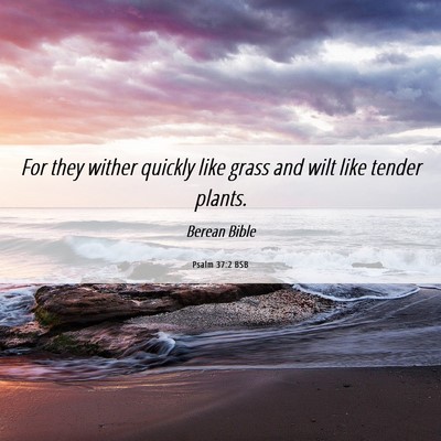 Picture 06 - Psalm 37:2 BSB - For they wither quickly like grass and wilt like - Bible Verse Picture