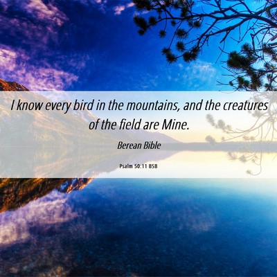 Picture 06 - Psalm 50:11 BSB - I know every bird in the mountains, and the - Bible Verse Picture