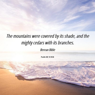 Picture 06 - Psalm 80:10 BSB - The mountains were covered by its shade, and the - Bible Verse Picture