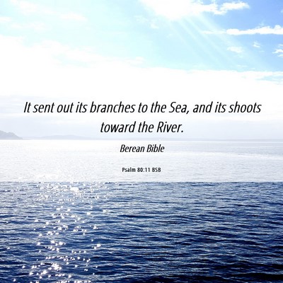 Picture 06 - Psalm 80:11 BSB - It sent out its branches to the Sea, and its - Bible Verse Picture