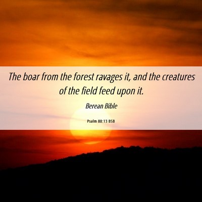 Picture 06 - Psalm 80:13 BSB - The boar from the forest ravages it, and the - Bible Verse Picture