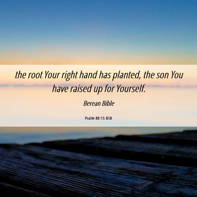 Picture 06 - Psalm 80:15 BSB - the root Your right hand has planted, the son You - Bible Verse Picture