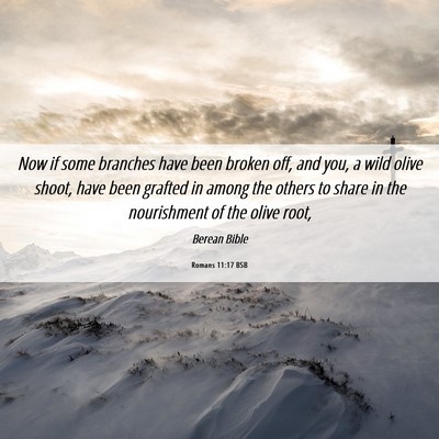 Picture 06 - Romans 11:17 BSB - Now if some branches have been broken off, and - Bible Verse Picture