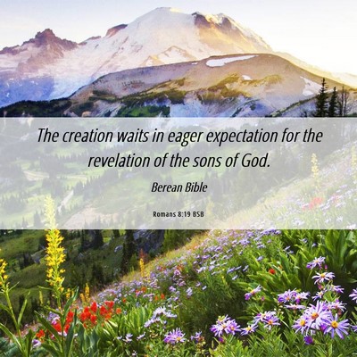 Picture 06 - Romans 8:19 BSB - The creation waits in eager expectation for the - Bible Verse Picture