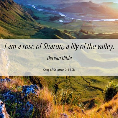 Picture 06 - Song of Solomon 2:1 BSB - I am a rose of Sharon, a lily of the - Bible Verse Picture
