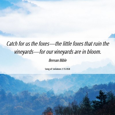 Picture 06 - Song of Solomon 2:15 BSB - Catch for us the foxes—the little foxes that - Bible Verse Picture