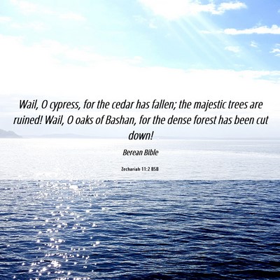 Picture 06 - Zechariah 11:2 BSB - Wail, O cypress, for the cedar has fallen; the - Bible Verse Picture