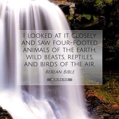 Picture 07 - Acts 11:6 BSB - I looked at it closely and saw four-footed - Bible Verse Picture