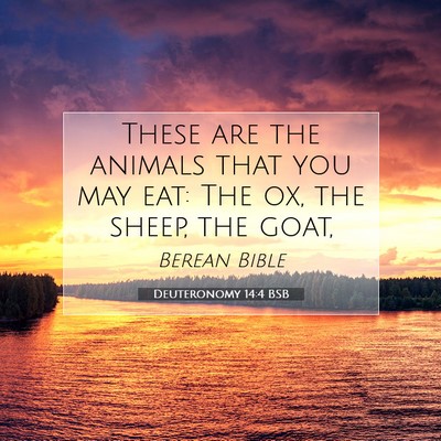Picture 07 - Deuteronomy 14:4 BSB - These are the animals that you may eat: The ox, - Bible Verse Picture