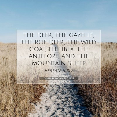 Picture 07 - Deuteronomy 14:5 BSB - the deer, the gazelle, the roe deer, the wild - Bible Verse Picture