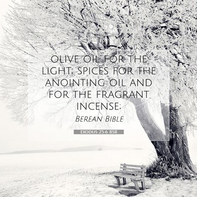 Picture 07 - Exodus 25:6 BSB - olive oil for the light; spices for the anointing - Bible Verse Picture