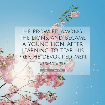 Picture 07 - Ezekiel 19:6 BSB - He prowled among the lions, and became a young - Bible Verse Picture