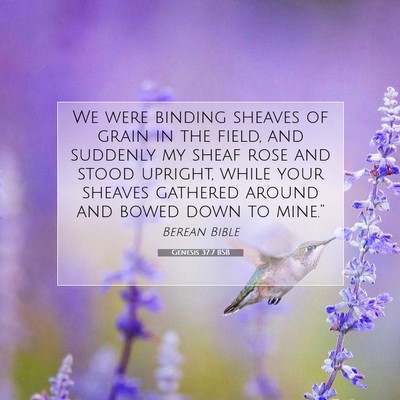 Picture 07 - Genesis 37:7 BSB - We were binding sheaves of grain in the field, - Bible Verse Picture