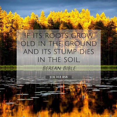 Picture 07 - Job 14:8 BSB - If its roots grow old in the ground and its stump - Bible Verse Picture