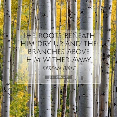 Picture 07 - Job 18:16 BSB - The roots beneath him dry up, and the branches - Bible Verse Picture