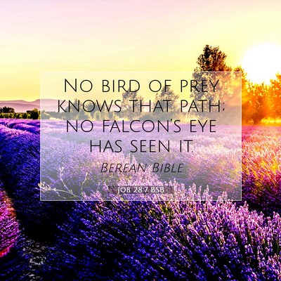 Picture 07 - Job 28:7 BSB - No bird of prey knows that path; no falcon’s - Bible Verse Picture
