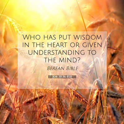 Picture 07 - Job 38:36 BSB - Who has put wisdom in the heart or given - Bible Verse Picture