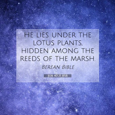 Picture 07 - Job 40:21 BSB - He lies under the lotus plants, hidden among the - Bible Verse Picture