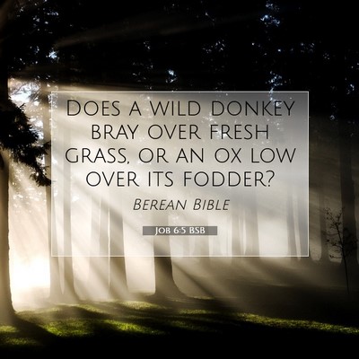Picture 07 - Job 6:5 BSB - Does a wild donkey bray over fresh grass, or an - Bible Verse Picture
