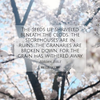 Picture 07 - Joel 1:17 BSB - The seeds lie shriveled beneath the clods; the - Bible Verse Picture