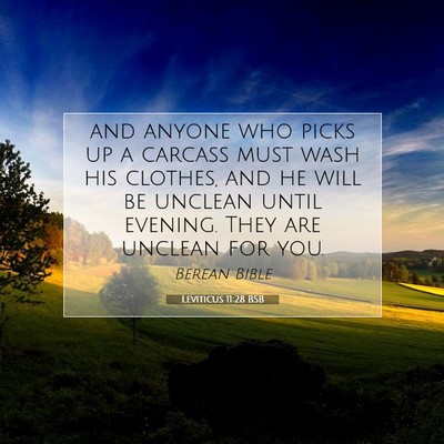 Picture 07 - Leviticus 11:28 BSB - and anyone who picks up a carcass must wash his - Bible Verse Picture