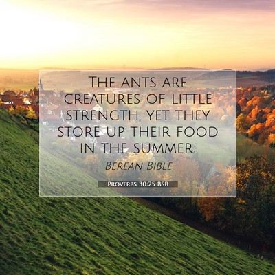 Picture 07 - Proverbs 30:25 BSB - The ants are creatures of little strength, yet - Bible Verse Picture