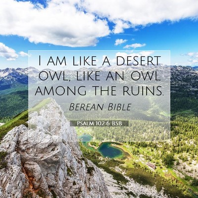 Picture 07 - Psalm 102:6 BSB - I am like a desert owl, like an owl among the - Bible Verse Picture